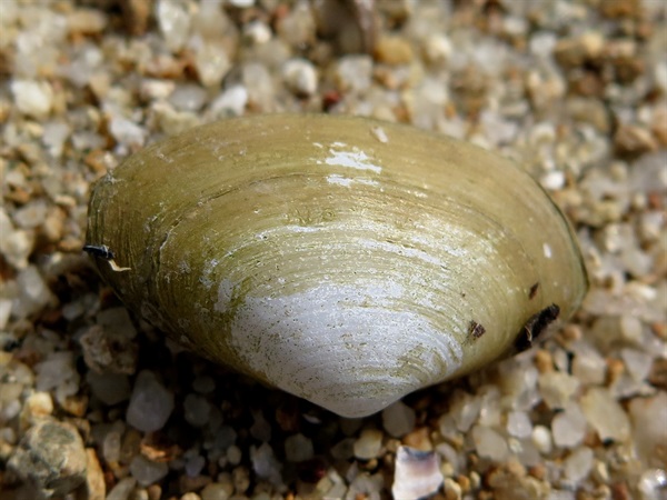 朽葉蛤多出現在沙灘，屬濾食性動物。